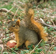 Eastern Fox Squirrel - Sciurus niger - NatureWorks