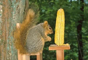 Eastern Fox Squirrel