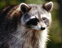 Raccoon