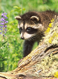 Raccoon