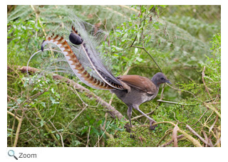 Lyrebird