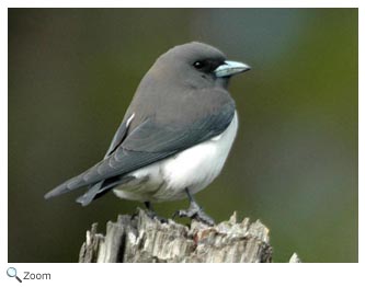 Butcher Bird