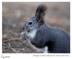 Abert's Squirrel