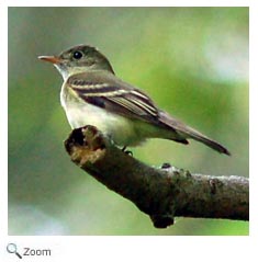 Acadian Flycatcher