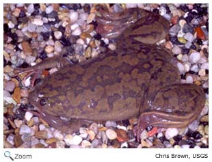 African Clawed Frog