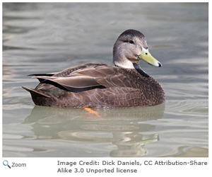 American Black Duck