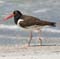 oystercatcher