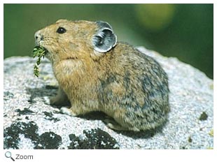 American Pika