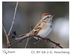 american tree Sparrow