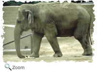 Asian elephant