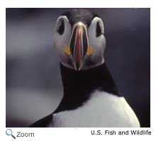 Atlantic Puffin