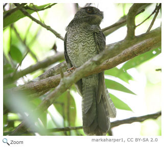 Barred Owlet-nightjar