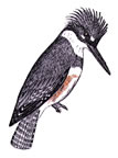 belted kingfisher