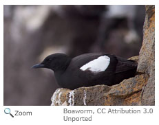 Black Guillemot