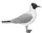 black headed gull