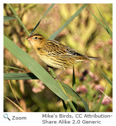 Bobolink