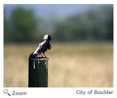 Bobolink