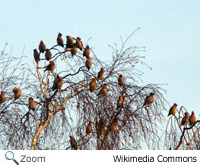 Bohemian Waxwing