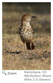 Brown Thrasher