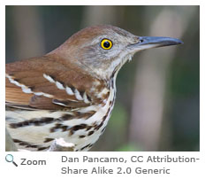 Brown Thrasher