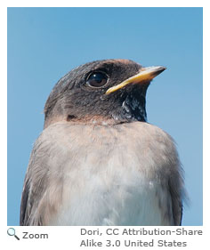 Cliff Swallow