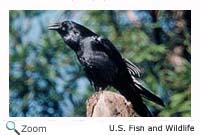 Common Raven