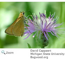 Delaware Skipper