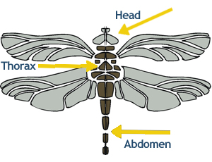 Calico Pennant Dragonfly