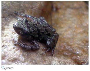 Eastern Ghost Frog