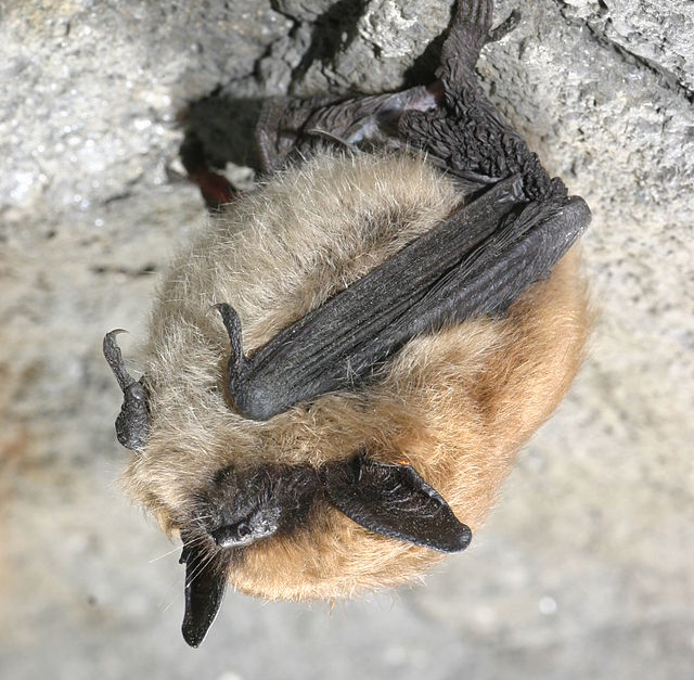 Brown Bats Diet