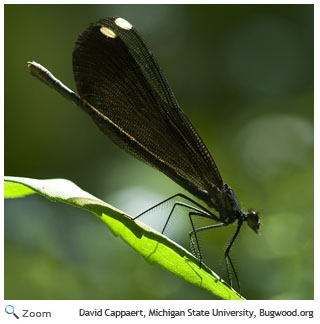 Ebony Jewelwing