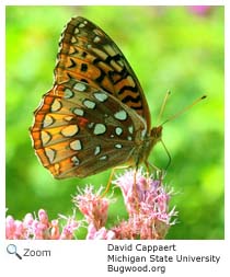 great spangled fritillary