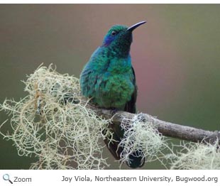 Green Violet-eared Hummingbird