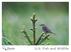 Hermit Thrush