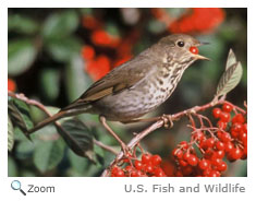 Hermit Thrush