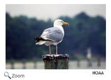 American herring gull