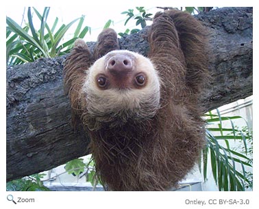 Hoffman's Sloth