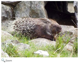 Indian Crested Porcupine