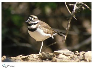 Killdeer