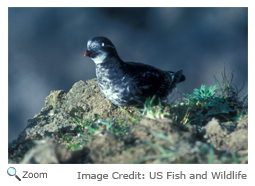 Least Auklet