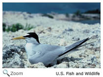 Least Tern