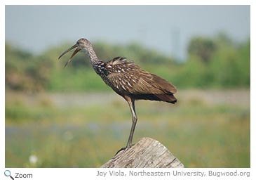 Limpkin