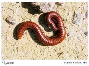 Millipede