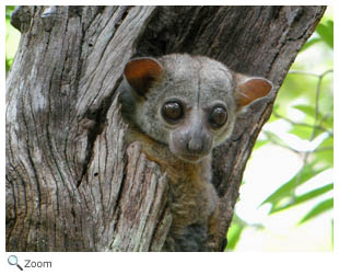 Milnes Edwards Sportive Lemur