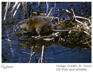 Muskrat