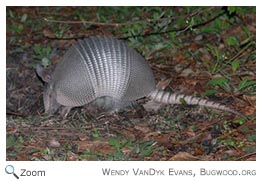 Armadillo