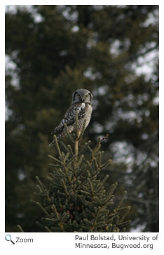 Northern Hawk Owl