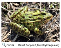 Northern Leopard Frog