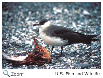 Parasitic Jaeger