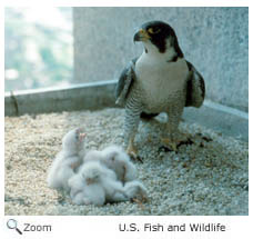 Peregrine Falcon